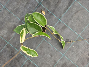 Hoya tricolor