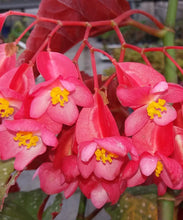 Cargar imagen en el visor de la galería, Begonia Aconitifolia Spectrum  grande