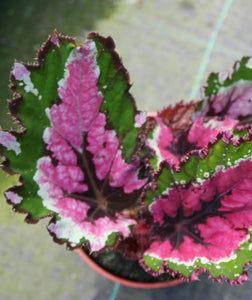 begonia Alaska creek