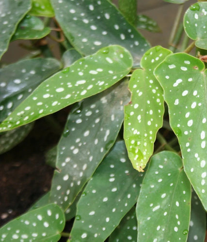 Begonia Albo Picta