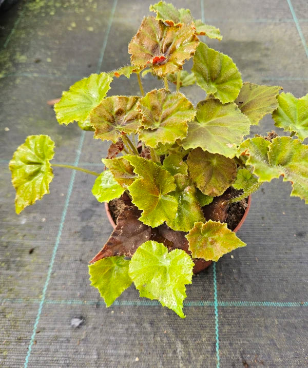 Begonia Amber Love