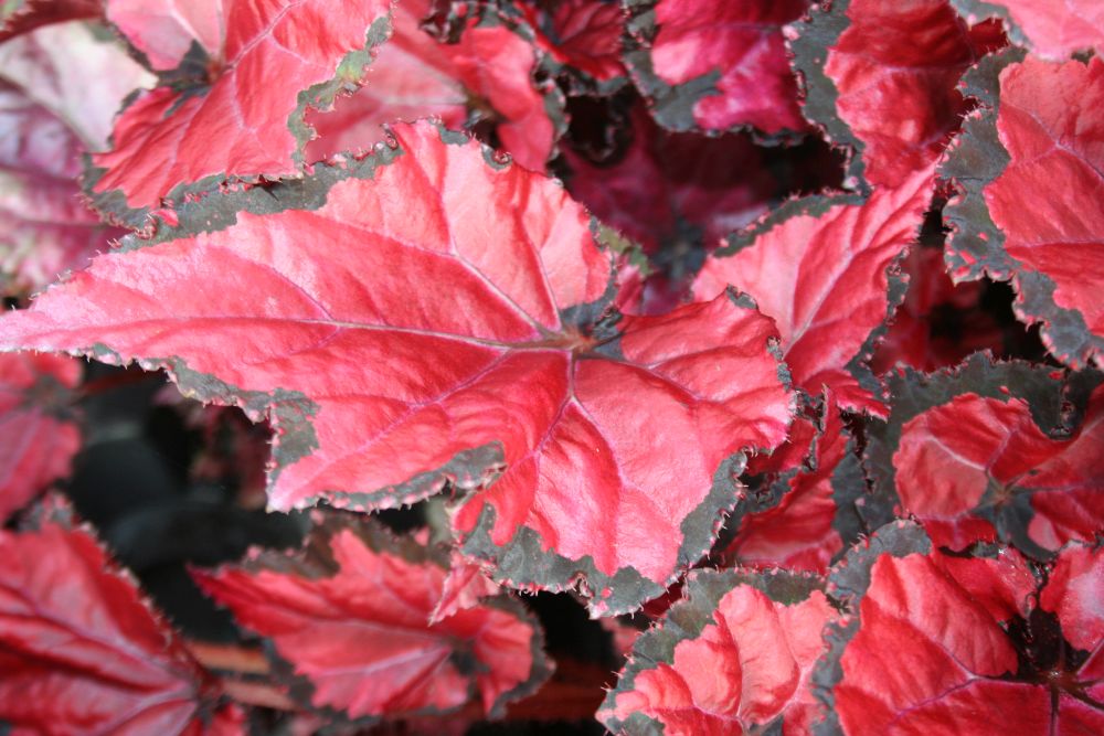 Begonia Inca Night grande