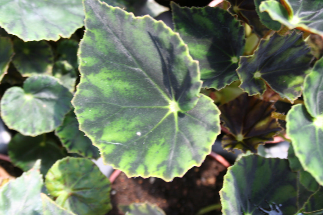 Begonia Mazae Nigricans grande