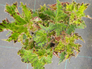 Begonia Shamu grande