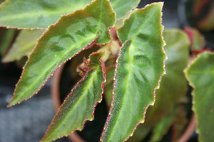 Begonia Listada  grande