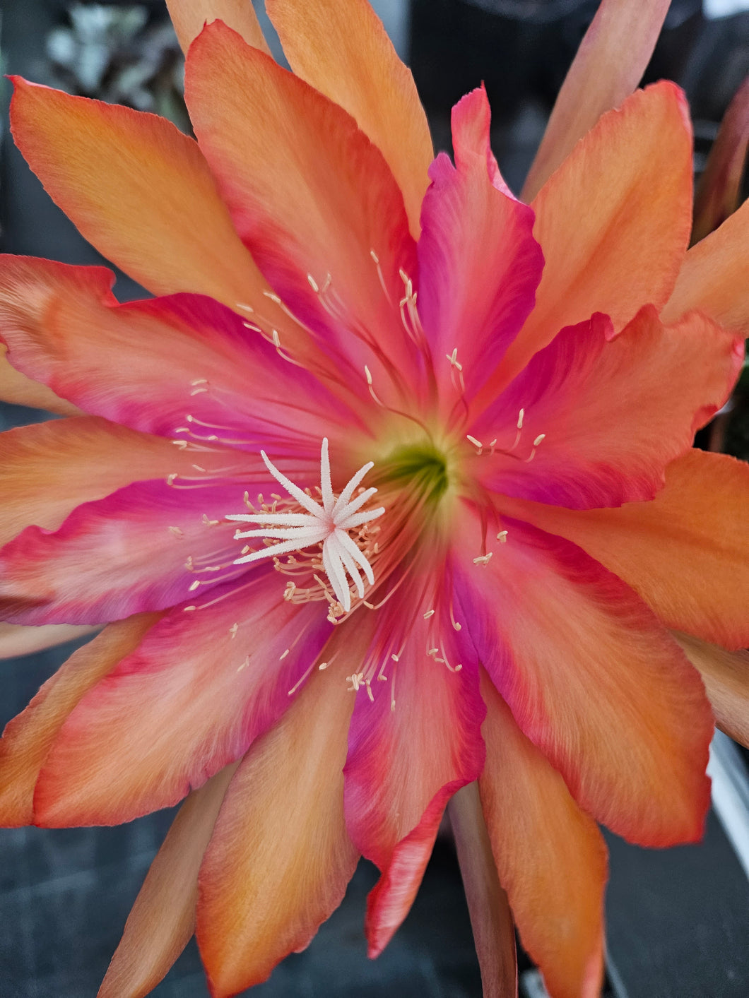 Epipiphyllum Golden harvast