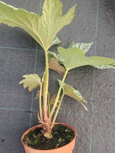 Begonia Silver Maples