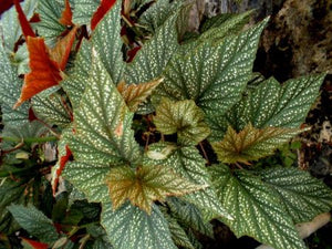 Begonia Argenteo Guttata