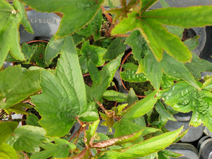 Begonia Luxurians var. Zresenhenne grande