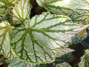 Begonia Tap Dance