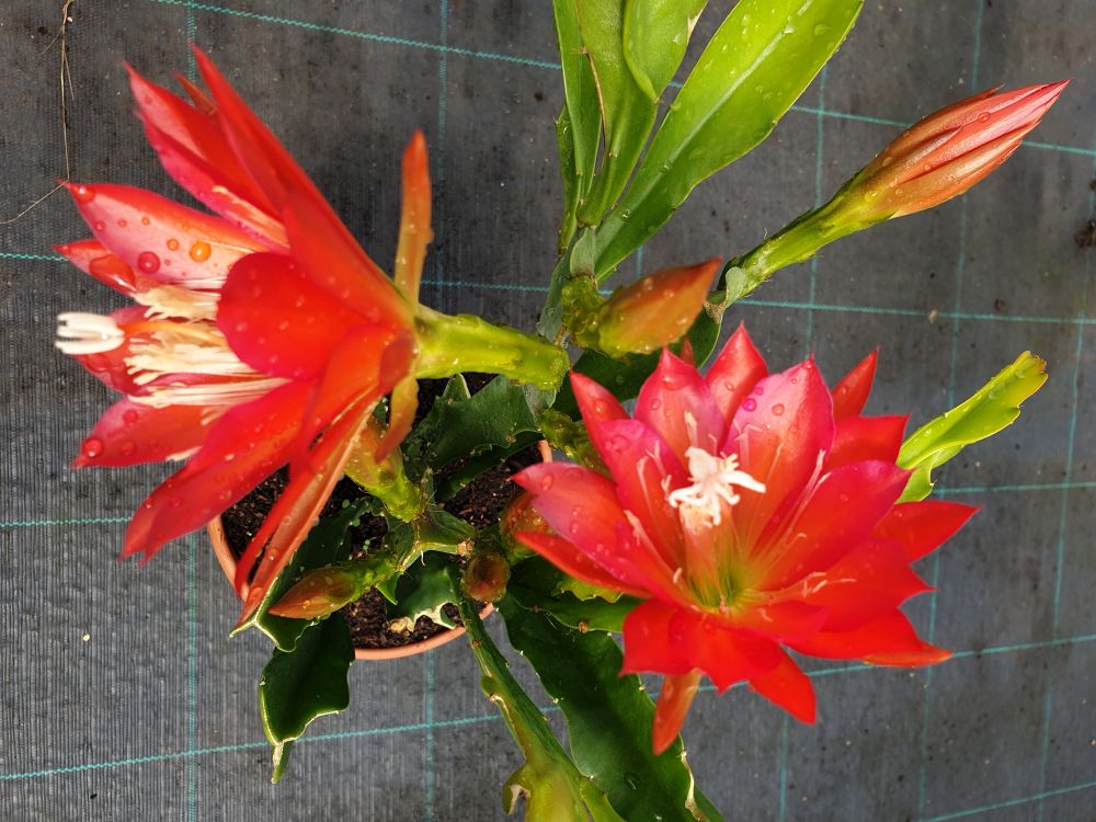 Epiphyllum Bianca Paetz