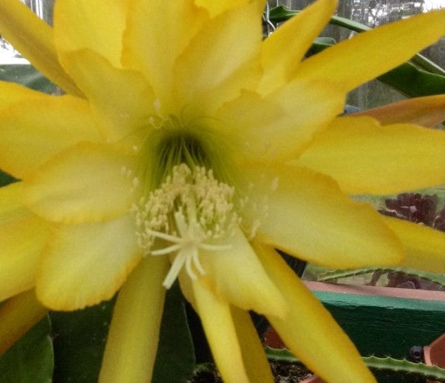 Epiphyllum Andromeda