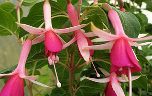 Fuchsia Lowell swisher