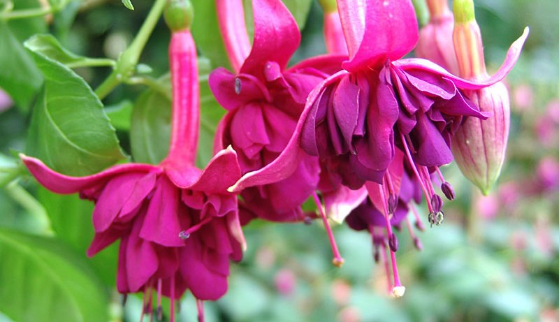 Fuchsia Coq au vin