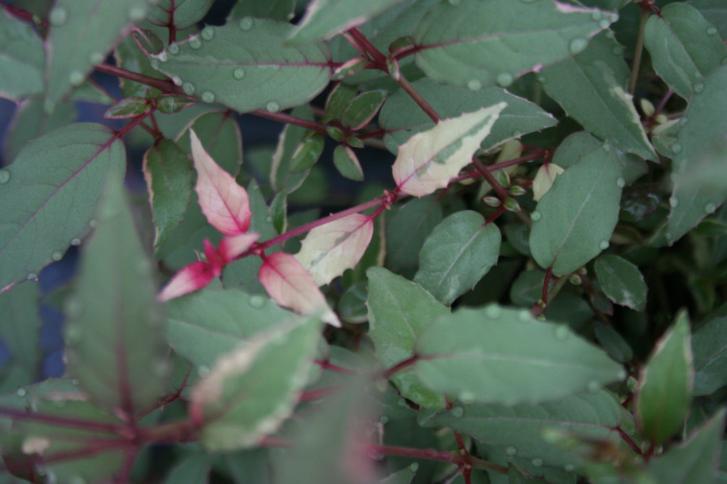 Fuchsia Riccartonii tricolor